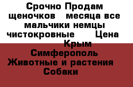 Срочно Продам щеночков 2 месяца,все мальчики немцы чистокровные!!! › Цена ­ 8 000 - Крым, Симферополь Животные и растения » Собаки   